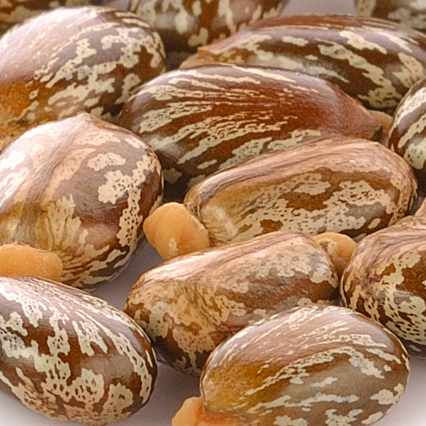 CASTOR OIL