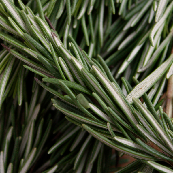 ROSEMARY ESSENTIEL OIL