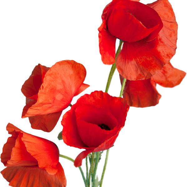 Poppy Flower Extract